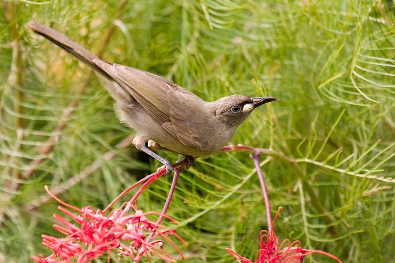 _MG_8049mw.jpg - White-Gaped Honeyeater (Lichenostomus unicolor) - Millner, Darwin, NT
