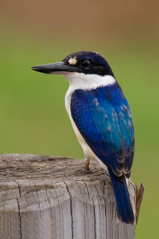_MG_8401m1w.jpg - Forest Kingfisher (Todiramphus macleayii) - Fogg Dam, Humpty Doo. NT