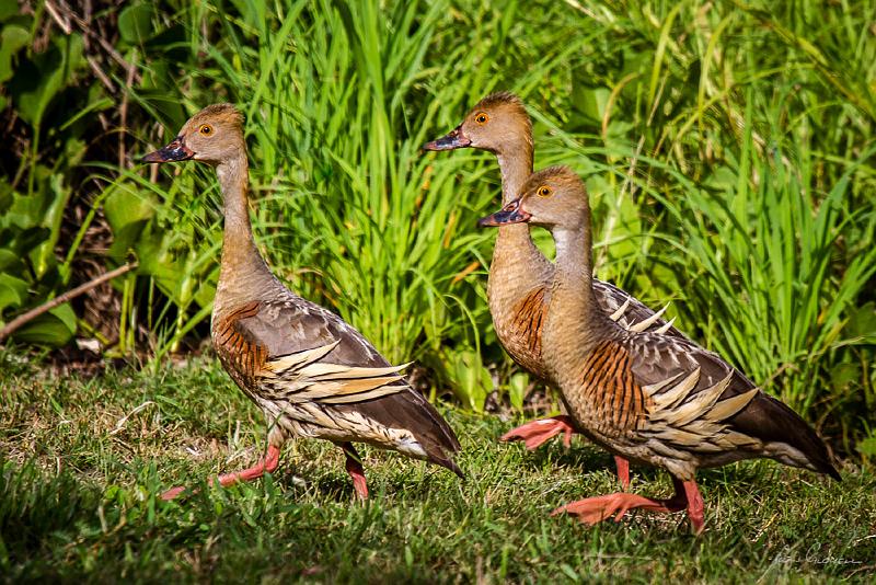 20130106-_MG_0329.jpg - Plumed Whistling Ducks (Dendrocygna eytoni) - Casuarina Coastal Reserve, NT
