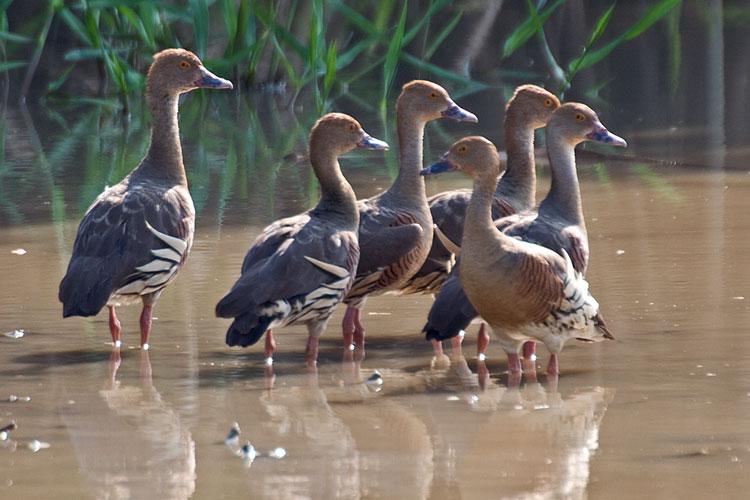 FF258mw.jpg - Plumed Whistling Ducks (Dendrocygna eytoni) - Corroboree Billabong, Mary River, N.T.