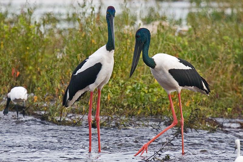 FF345mw.jpg - Jabiru (Ephippiorhynchus asiaticus)  - Fogg Dam, N.T.