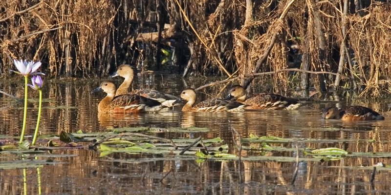 FF409mw.jpg - Wandering Whistling Duck (Dendrocygna arcuata) - Corroboree Billabong, Mary River, N.T.