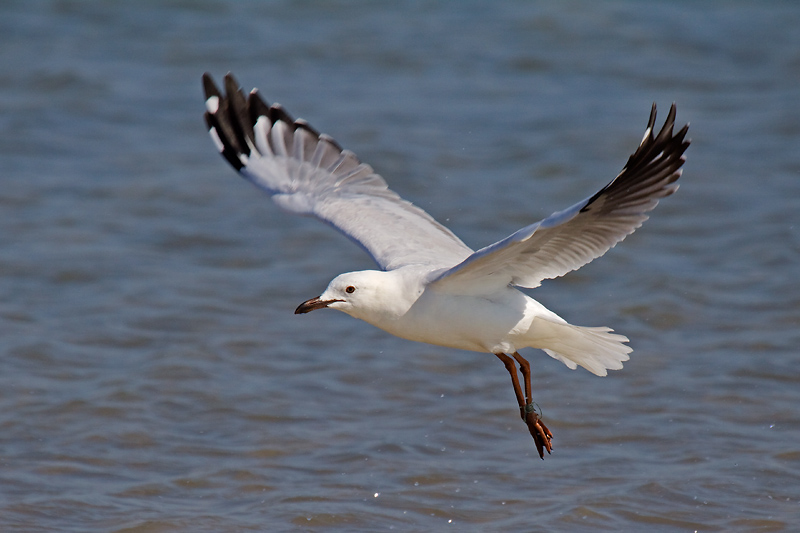 _MG_0469mw.jpg - Silver Gull - (Larus novaehollandae) - Vesteys Beach, Darwin, NT