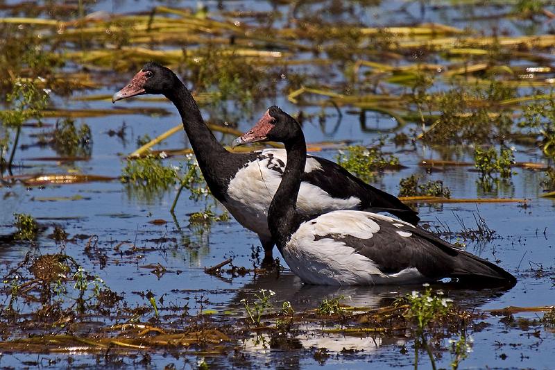 _MG_1128mp.jpg - Magpie Goose (Anseranas semipalmata) - Knuckeys Lagoon, Darwin, NT.