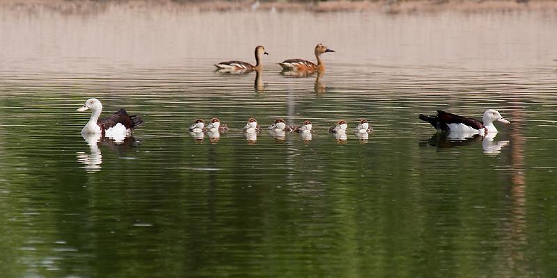 _MG_7371mw.jpg - Radjah Shelducks (Tadorna radjah) and Wandering Whistling Ducks (Dendrocygna arcuata) - Pine Creek Sewerage Ponds, Pine Creek, NT