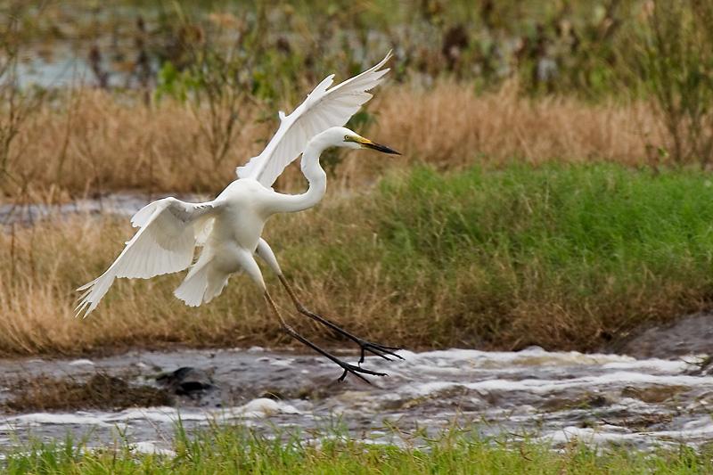 _MG_7518mw.jpg - Great Egret (Ardea alba) - Fogg Dam, Humpty Doo,NT.