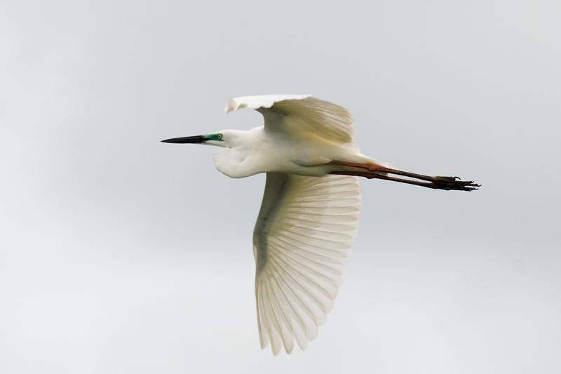 _MG_7544mw.jpg - Great Egret (Ardea alba) - Fogg Dam, Humpty Doo,NT.