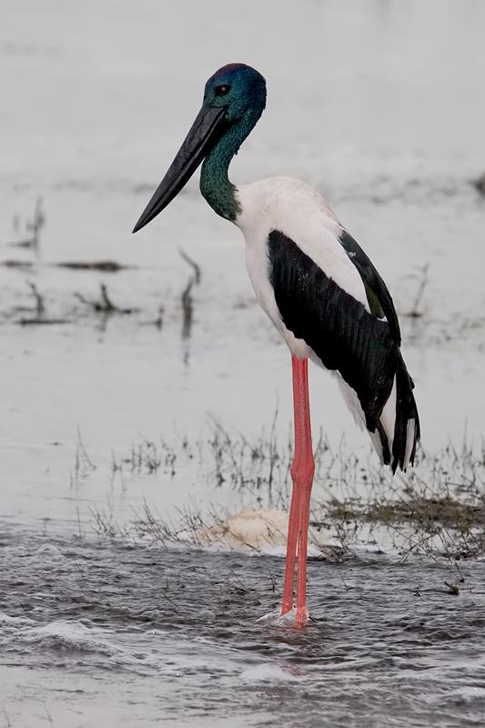 _MG_8421mw.jpg - Jabiru (Ephippiorhynchus asiaticus) - Fogg Dam, Humpty Doo, NT.