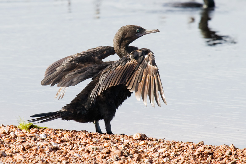 _MG_9170mw.jpg - Little Black Cormorant (Phalacrocorax sulcirostris) - Fogg Dam, NT