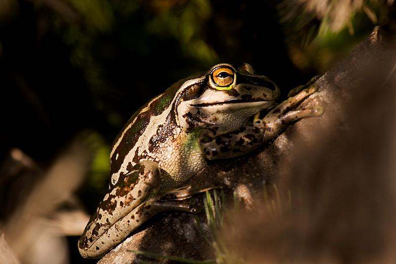 _MG_7108mw.jpg - Motorbike Frog (Litoria moorei) - Lake Seppings, Albany, WA