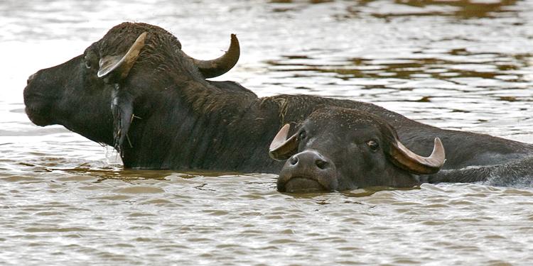 Z342mw.jpg - Water Buffalo - Middle Point