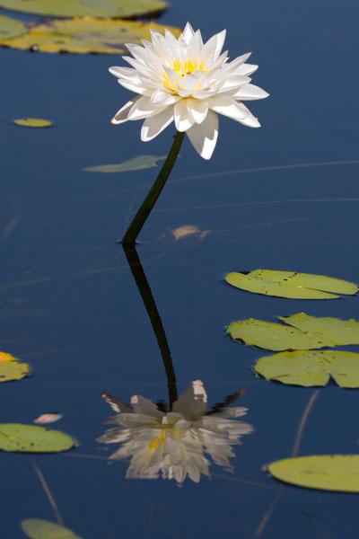 FF196mw.jpg - White Lily - Leaning Tree Lagoon, Mary River