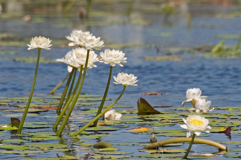 FF197mw.jpg - White Lillies - Leaning Tree Lagoon, Mary River