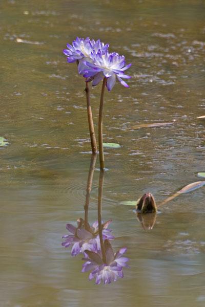 FF235mw.jpg - Purple Lillies - Billabong, Adelaide River, NT