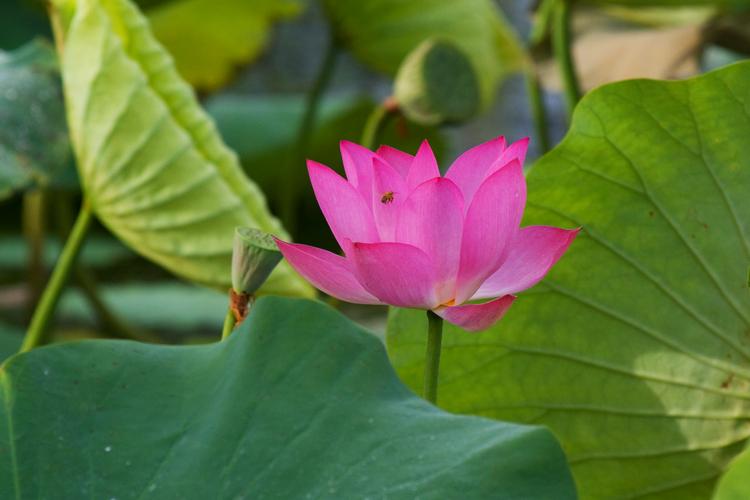 FF349mw.jpg - Lotus Lily - Fogg Dam, Humpty Doo