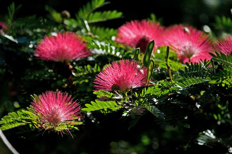 FF389mw.jpg - Flowers (unknown) - Pine Creek