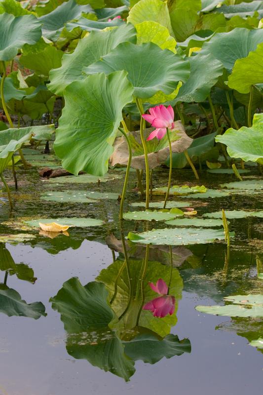 IMG_0542mw.jpg - Lotus Lily Reflections - Fogg Dam, Humpty Doo