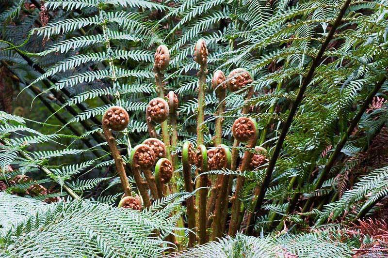 IMG_5072mw.jpg - Monkey Tails, Tasmania