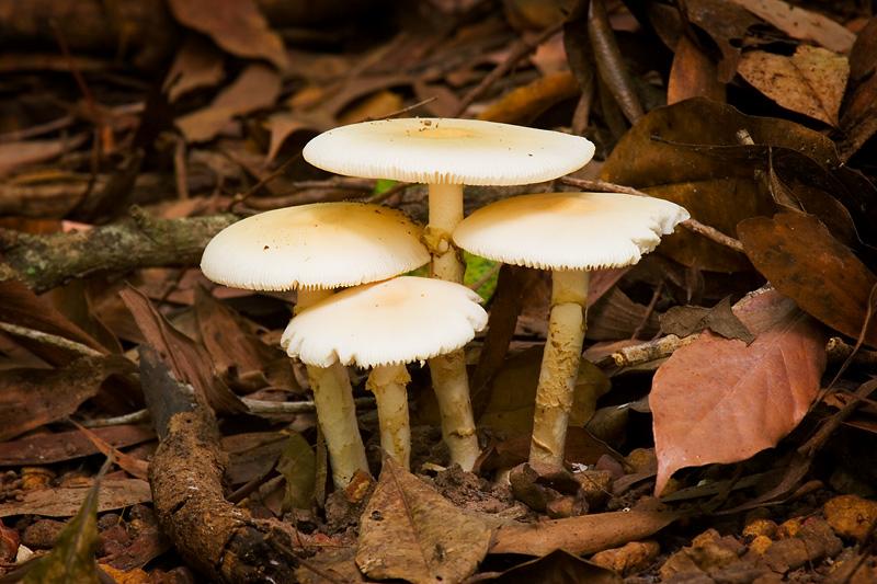 IMG_5531mw.jpg - Fungi - Howard Springs Nature Park, NT