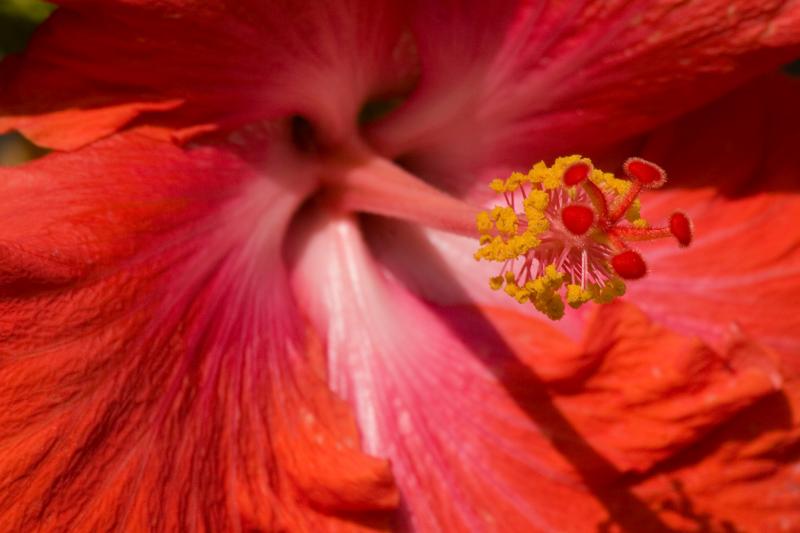 _MG_6763mw.jpg - Hibiscus sp. - Albany, WA