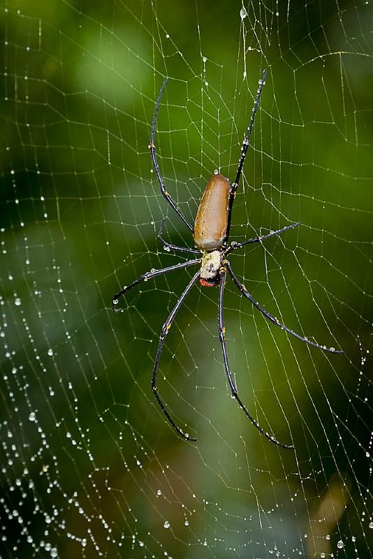 20120129-_MG_5189.jpg - Unknown Spider - Humpty Doo, NT