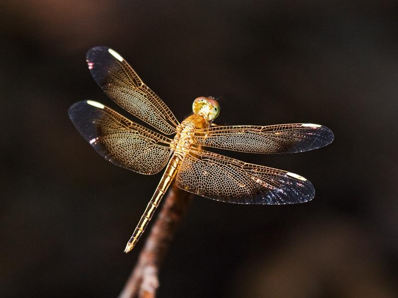 FF363mw.jpg - Dragonfly - Green Ant Creek, Litchfield National Park