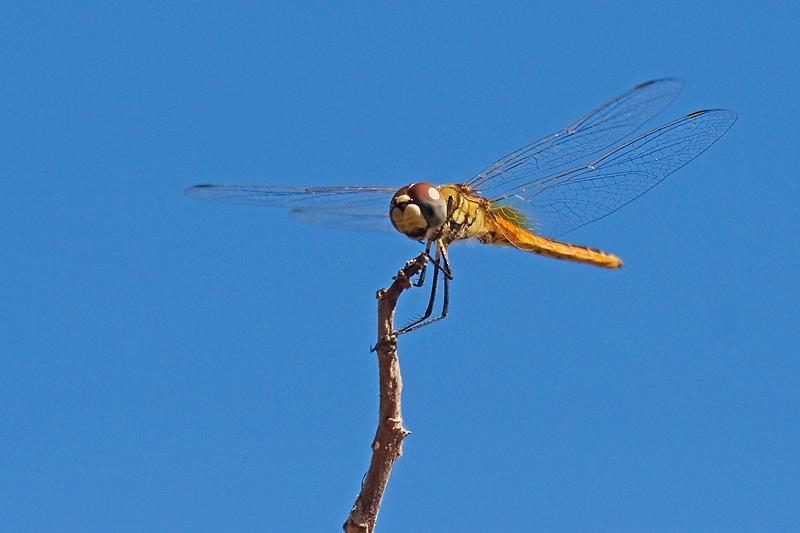 FF432mw.jpg - Dragonfly - Dripstone Cliffs, Darwin