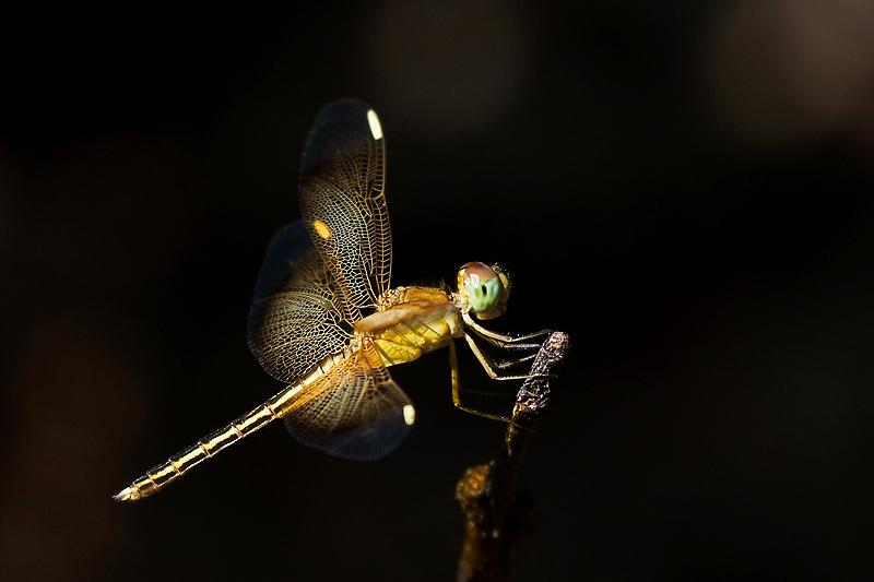 IMG_0895mw.jpg - Dragonfly - Green Ant Creek, Litchfield National Park