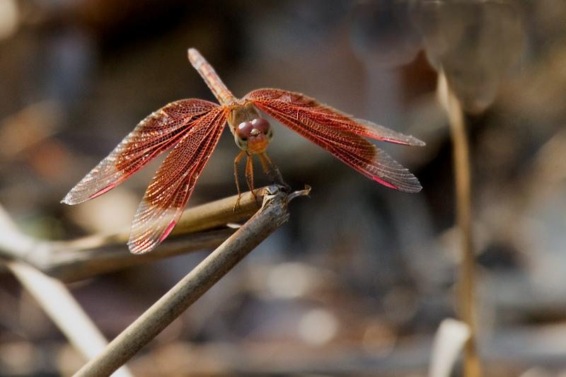 IMG_4770mw.jpg - Dragonfly