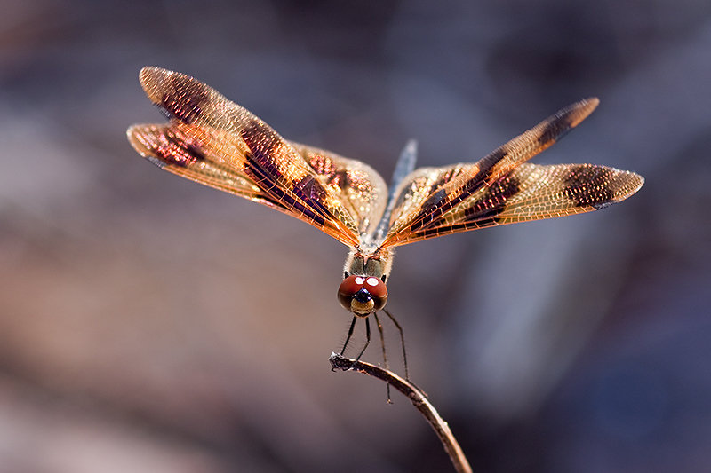 _MG_6329mw.jpg - Golden Flutterer - Darwin River Dam, NT