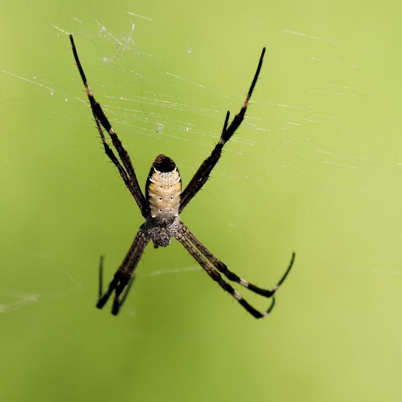 _MG_7317mw.jpg - Unknown Spider - Springvale Homestead, Katherine, NT