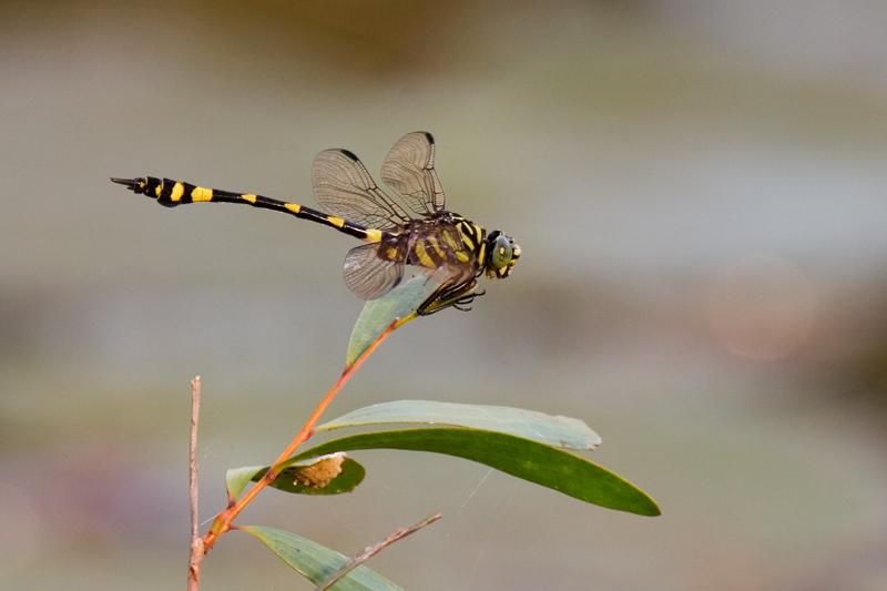 _MG_7321mw.jpg - Australian Tiger (Ictinogomphus australis) - Springvale Homestead, Katherine, NT