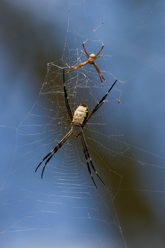 _MG_9527mw.jpg - St Andrews Spider - Douglas River, NT