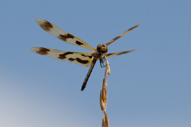 _MG_9536mw.jpg - Golden Flutterer - Annabaroo, NT