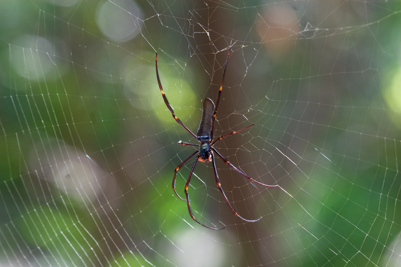 _mg_9681mw.jpg - Spider - Mary River Park, NT