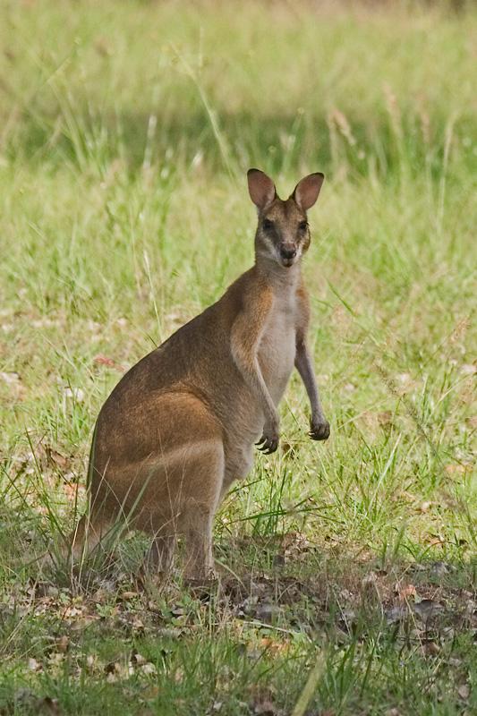 IMG_5870mw.jpg - Agile Wallaby (Macropus agilis) - Howard Springs Nature Reserve, NT.