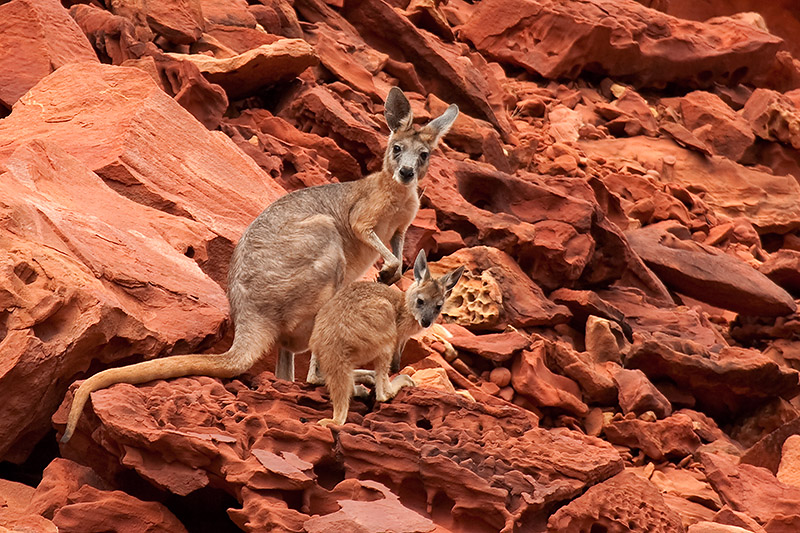 _MG.4284mw.jpg - Rock Wallabies - Rainbow Valley, NT