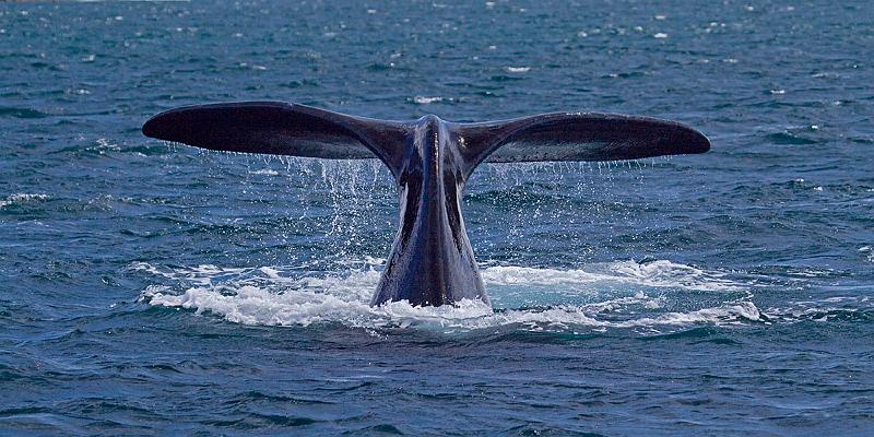 _MG_2440mw.jpg - Southern Right Whale (Eubalaena australis) - Albany Harbour, WA