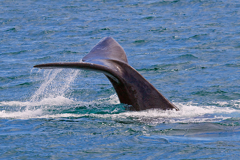 _MG_2493mw.jpg - Southern Right Whale (Eubalaena australis) - Albany Harbour, WA