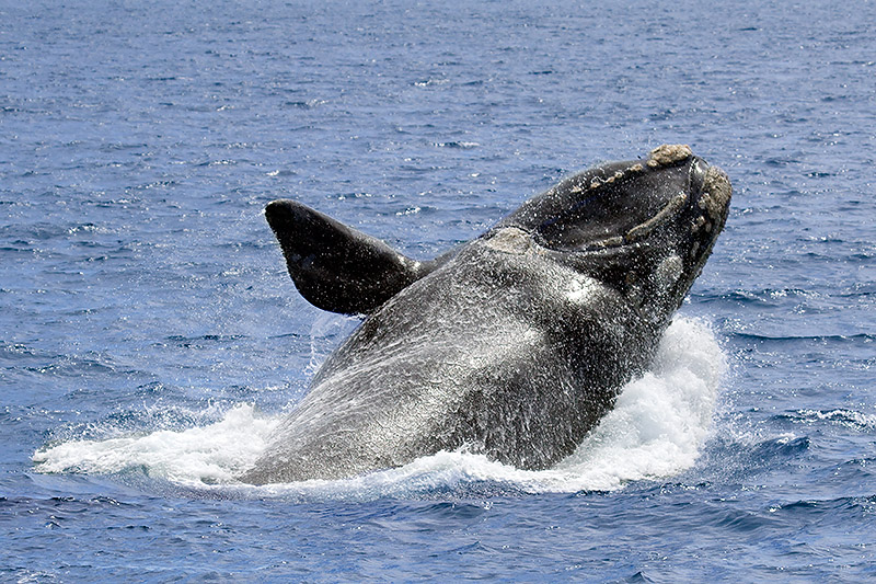 _MG_2498mw.jpg - Southern Right Whale (Eubalaena australis) - Albany Harbour, WA