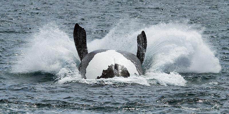 _MG_2502mp.jpg - Southern Right Whale (Eubalaena australis) - Albany Harbour, WA