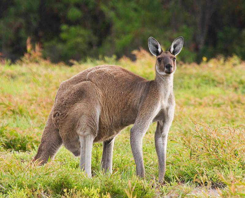 _MG_6733mw.jpg - Western Grey Kangaroo (Macropus fuliginosis) - Two Peoples Bay, Albany, WA