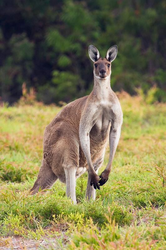 _MG_6743mw.jpg - Western Grey Kangaroo (Macropus fuliginosis) - Two Peoples Bay, Albany, WA