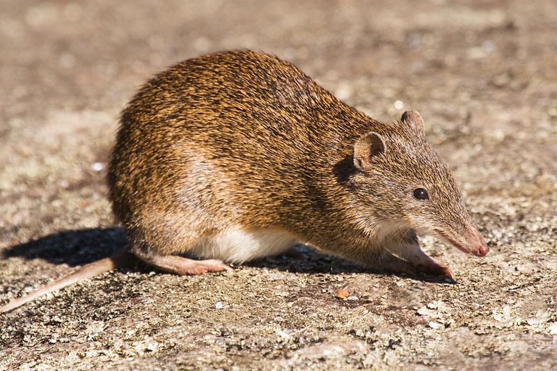 _MG_6911m1w.jpg - Southern Brown Bandicoot (Isoodon obesulus) - Mt Melville, Albany, WA