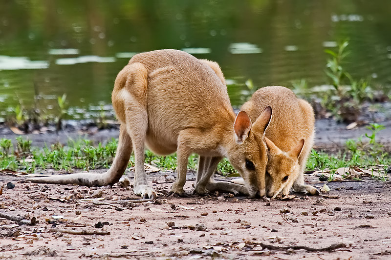 _MG_7339mw.jpg - Agile Wallaby (Macropus agilis) - Springvale Homestead, Katherine, NT