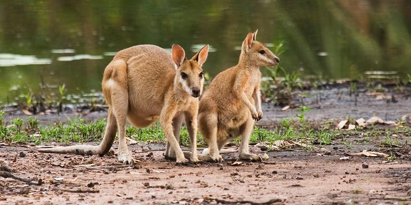 _MG_7346mw.jpg - Agile Wallaby (Macropus agilis) - Springvale Homestead, Katherine, NT