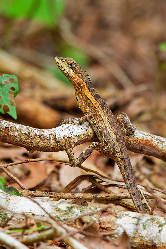 20110408-_MG_4057mw.jpg - Gilberts Dragon (Lophognathus gilberti) - Fogg Dam, NT