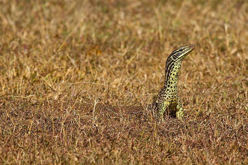 20110618-_MG_4379mw.jpg - Goanna - (Varanus panoptes) - East Point, Darwin, NT