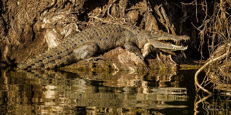 20120611-_MG_8568.jpg - Saltwater Crocodile - Corroboree Billabong, NT