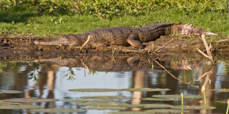 FF185mw.jpg - Freshwater Crocodile - Corroboree Billabong, Mary River, NT